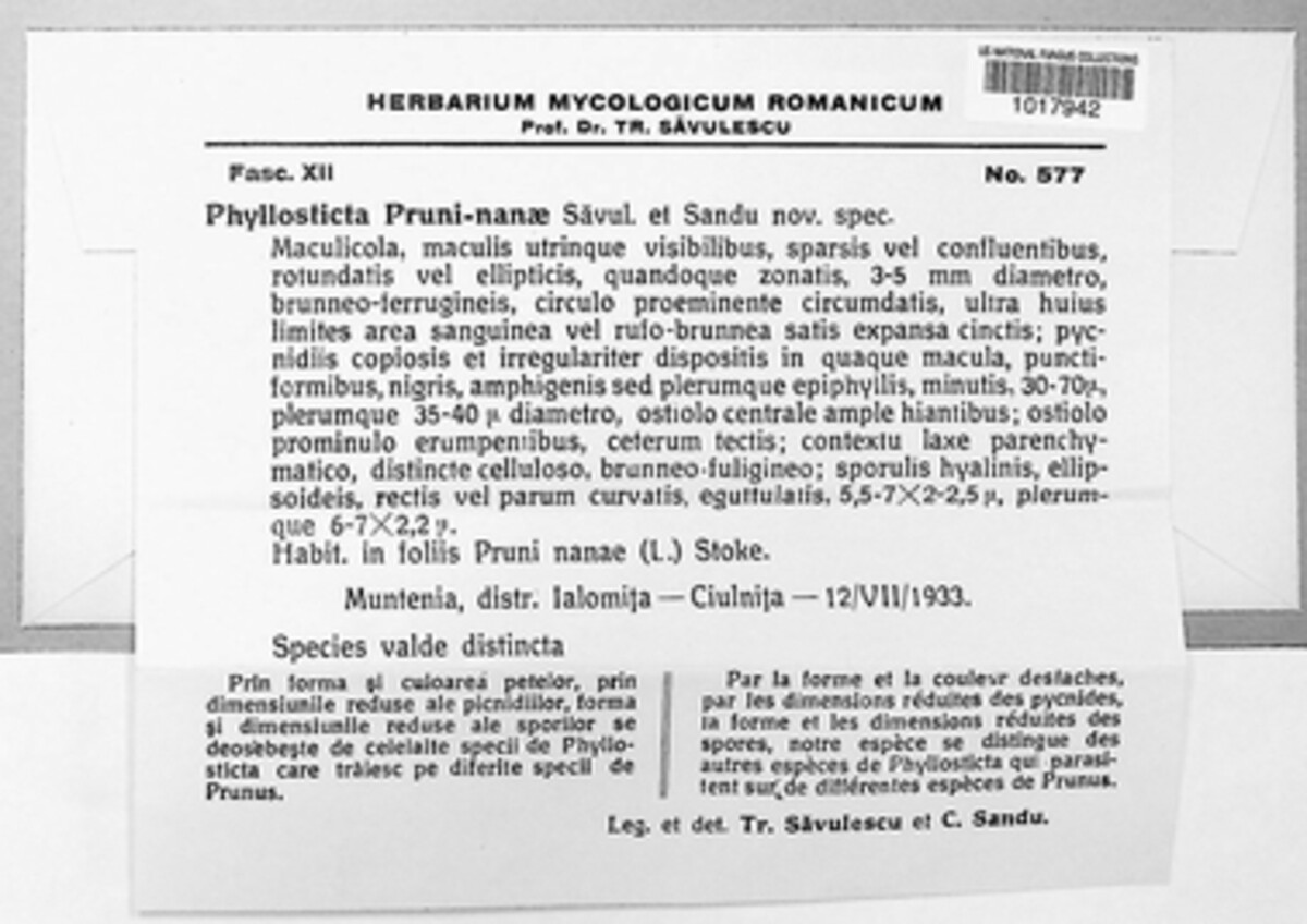 Phyllosticta pruni-nanae image